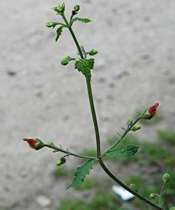 Balm-leaved Figwort